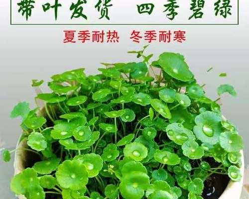 铜钱草的花期及花语解读（探寻铜钱草的开花奥秘及其象征意义）