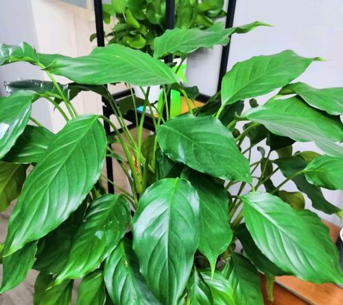 万年青花开，寓意长久（揭示万年青开花的象征意义及其美丽的花朵）