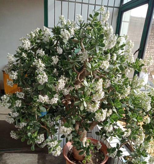 万年青开花的意义与影响（探索万年青开花的神奇之处及其象征意义）