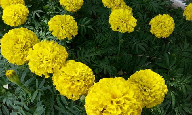 万寿菊（传说中的万寿花与它的花语）
