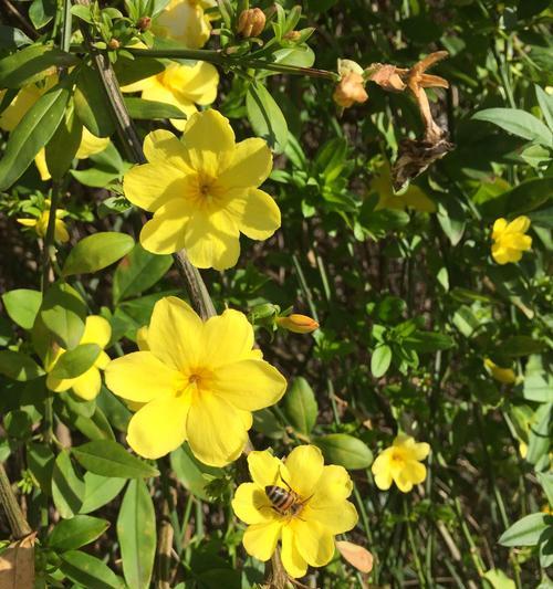 无忧花的花语与典故（探寻无忧花的深意）