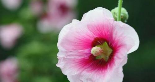 无忧花的花语与典故（探寻无忧花的深意）