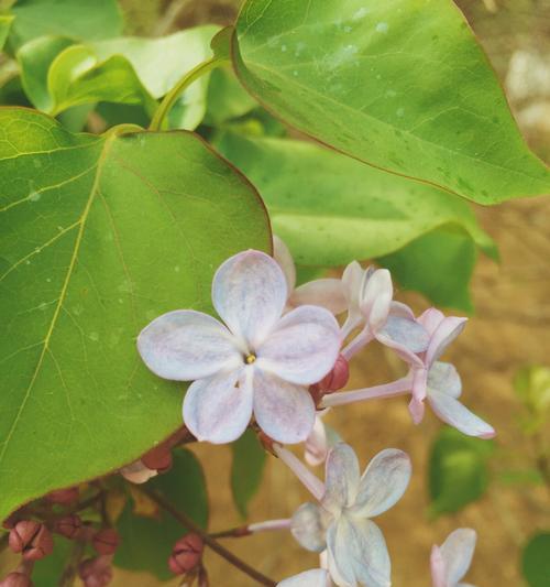 五瓣丁香花语的美丽意境（五瓣丁香花语的深刻寓意与人生启示）