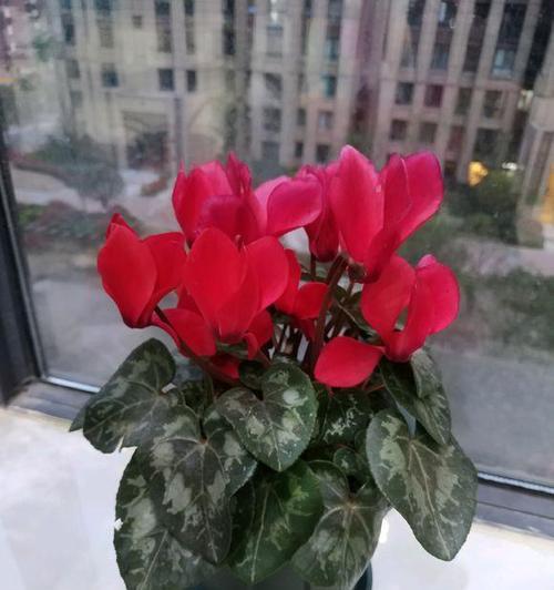 以仙鹤来花（仙鹤花开）
