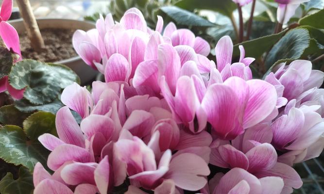 以仙鹤来花（仙鹤花开）