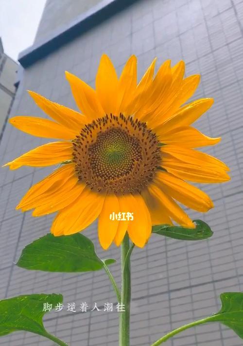 向日葵花语（适合送给那些需要鼓励与关爱的人）