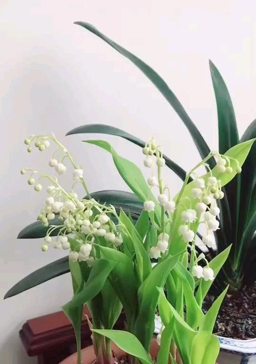 植物中的吉祥象征——带来好运的十五种植物（探索大自然中的幸运之源）