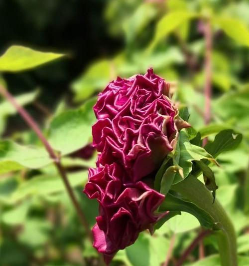 和平之花（一览和平花园）