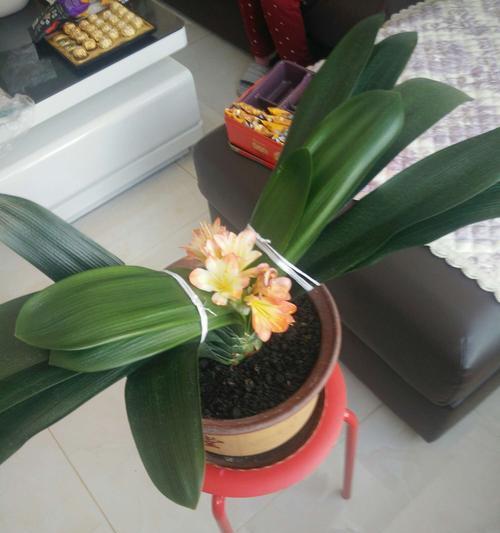 象征亲情的植物（传递亲情之美的花草之语）