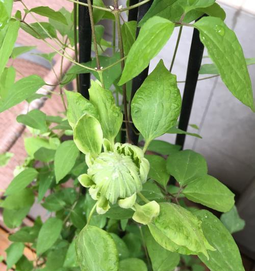 生命之花（探索自然奇迹）