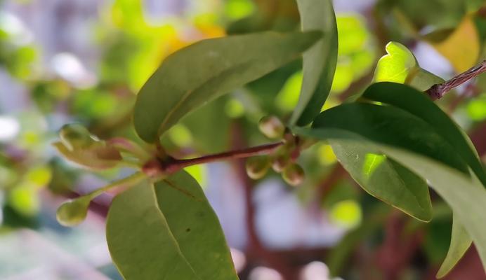 智慧的象征（揭示植物中的智慧密码）