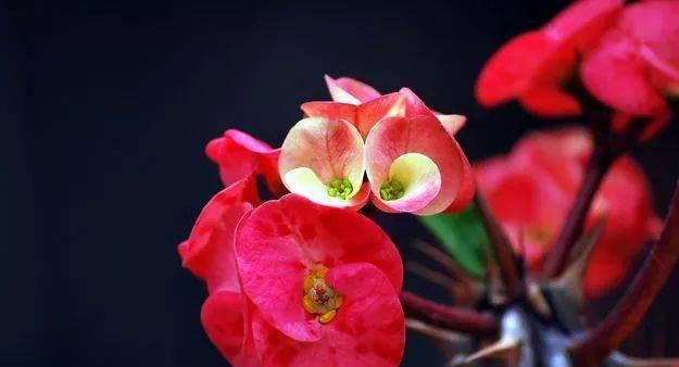 忠诚之花（探索植物世界中的忠诚符号）