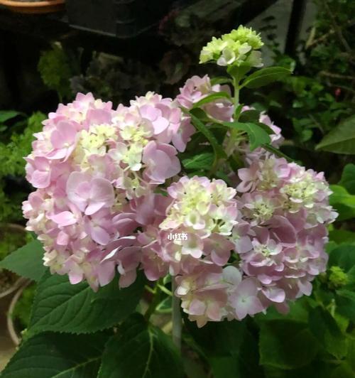 绣球花的花语与代表意义（揭秘绣球花的神秘花语及象征意义）