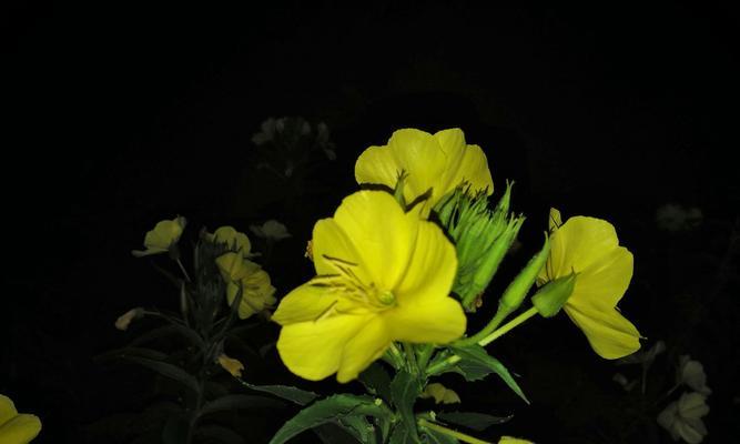 以夜来香的花语与传说（盛开于黑夜中的悲情之花）