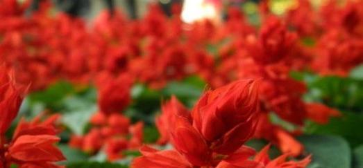 红花之语（探寻红花在不同文化中的象征与寓意）