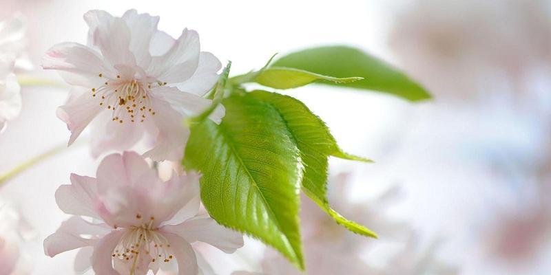 樱桃花（绽放于春天的美丽花卉）