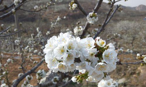 樱桃花（绽放于春天的美丽花卉）