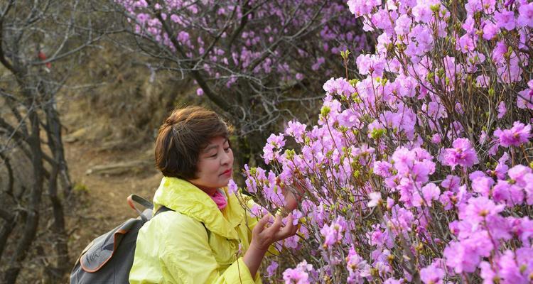 映山红花的神秘与美丽（揭秘映山红的传说和象征意义）