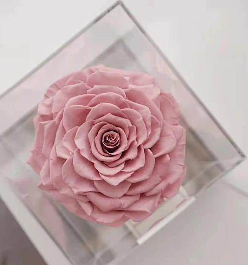 永生花（探秘永生花的神秘魅力）
