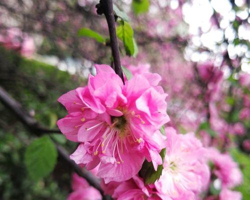 以榆叶梅花语及作用（悄然绽放的深情吉祥）