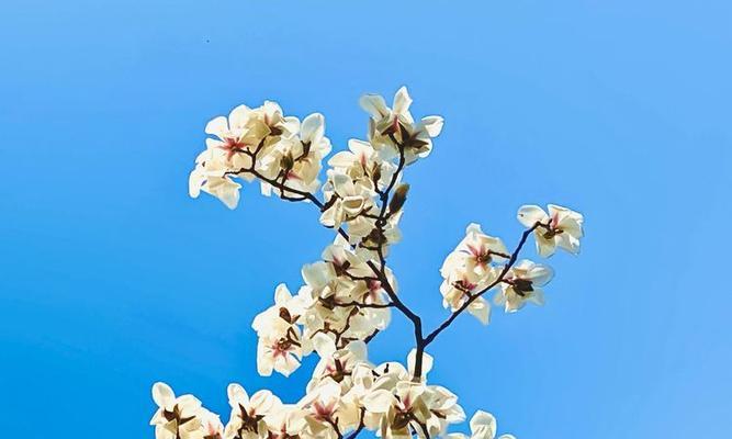 玉兰花的寓意与传说（探寻玉兰花的美丽与神秘）