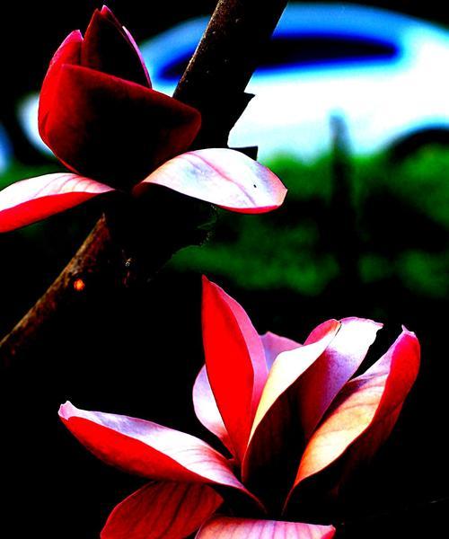 玉兰花的寓意与传说（探寻玉兰花的美丽与神秘）