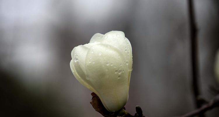 玉兰花的象征意义与美丽魅力（探寻玉兰花的文化内涵与心灵力量）