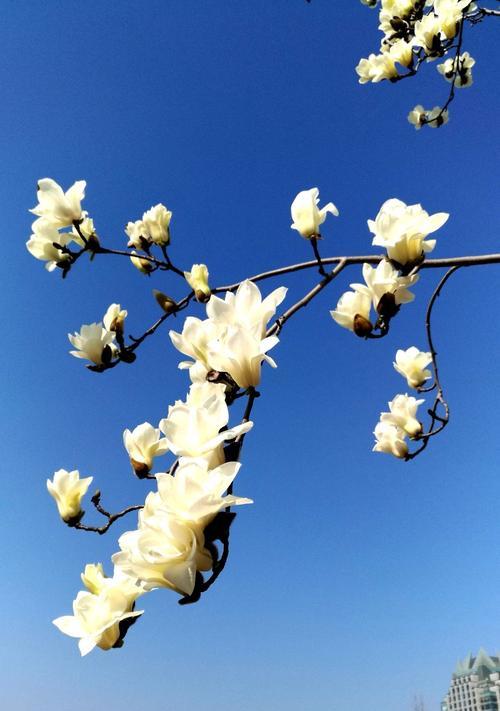 玉兰花的象征意义与美丽魅力（探寻玉兰花的文化内涵与心灵力量）