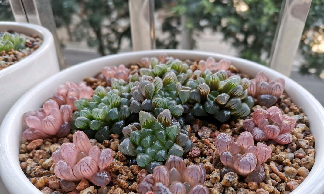 以玉露开花，寓意美好的象征（探寻玉露开花的意义与内涵）