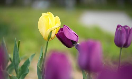 郁金香的永恒之爱（花开花落）