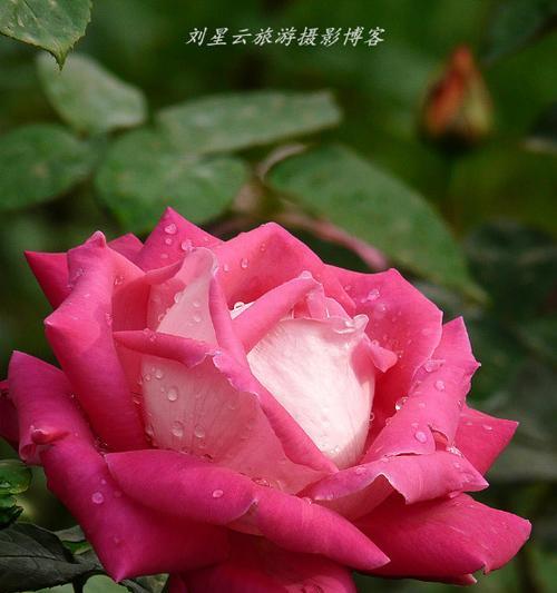 月季花的象征意义及美丽之源（月季花的花色和花语及其）