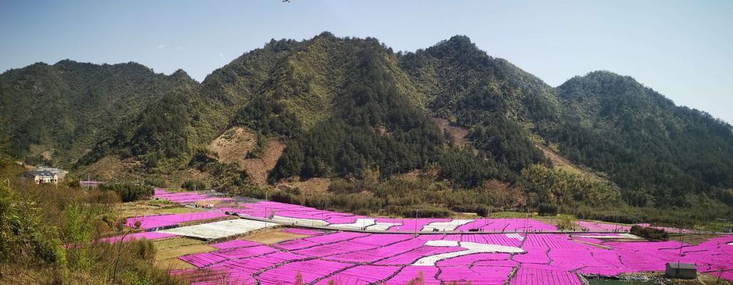 芝樱的花语与名称由来（探寻芝樱的浪漫花语及其传承故事）