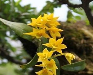 以肿节石斛的花语与含义（探寻肿节石斛的花语）