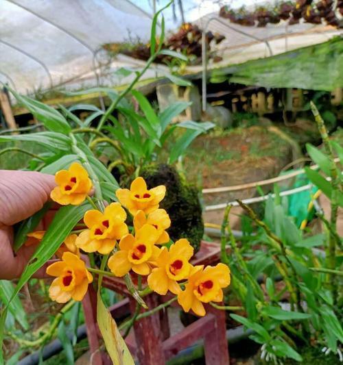 以肿节石斛的花语与含义（探寻肿节石斛的花语）