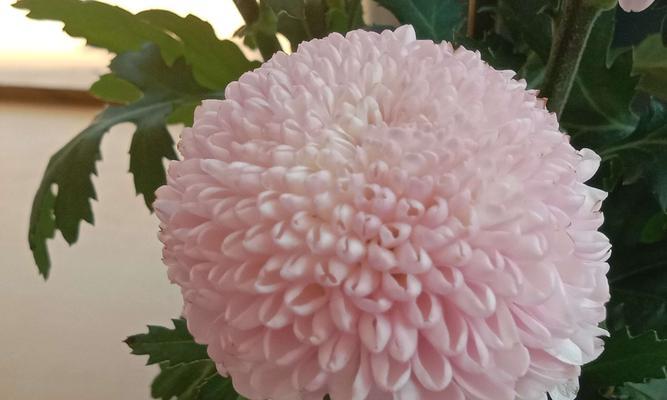 珠海市花——白花蕙兰，象征着自由和繁荣（探秘珠海市花的美丽与意义）