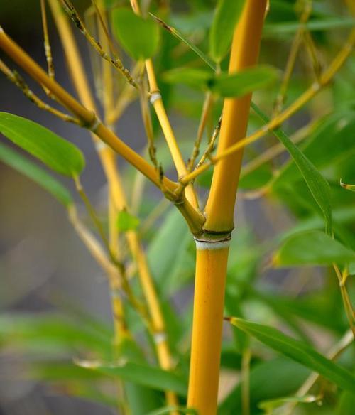 竹子开花的原因及寓意（一探竹子开花的奥秘和象征意义）