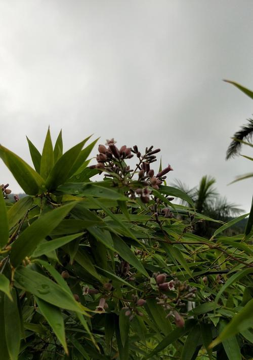竹子开花的神秘预示（揭开竹子开花的意义与象征）