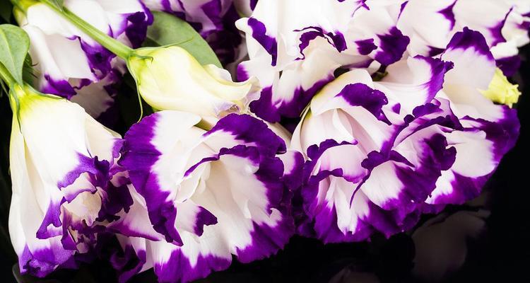 紫色百合花的象征意义与内涵（紫色百合花——神秘而高贵的象征）