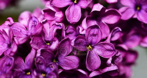 紫色丁香花的花语（紫色丁香花的花语及寓意解读）