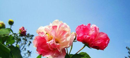 芙蓉花的花语与象征意义（揭秘芙蓉花的神秘之美与内涵）