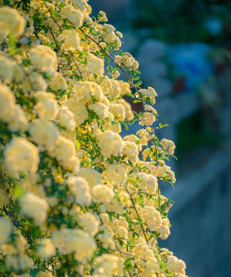 荼蘼花语与传说——花开千年的爱与期待（追寻永恒的芬芳）