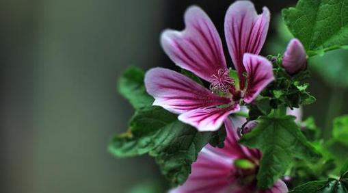 藿香蓟花的花语和传说（探寻藿香蓟的神奇之处）