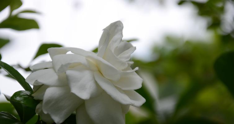 栀子花（栀子花的美丽与爱的延续）