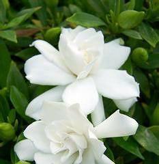 栀子花（栀子花的美丽与爱的延续）