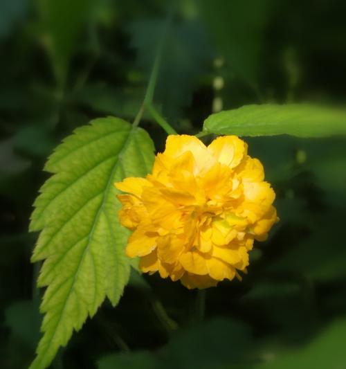 以棣棠花的花语和传说（探寻以棣棠花的含义与神话故事）