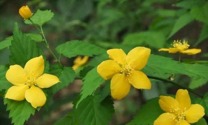 以棣棠花的花语和传说（探寻以棣棠花的含义与神话故事）