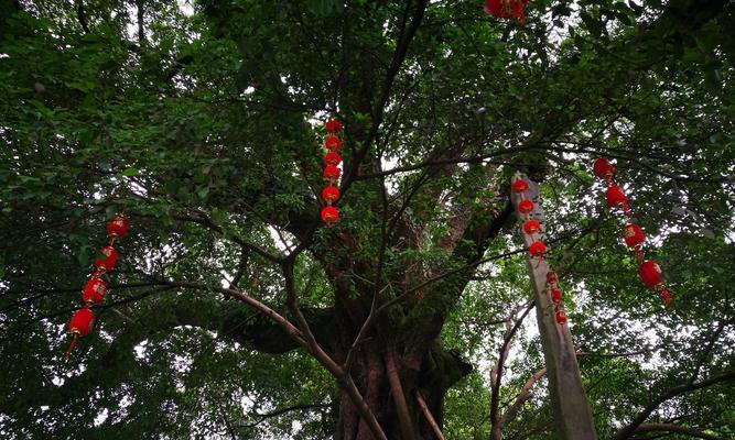 榕树花的象征意义与美丽魅力（揭秘榕树花的文化内涵与生态价值）