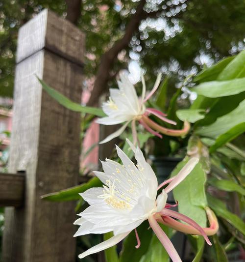 昙花寓意十二生肖的奇妙象征（以昙花为代表）
