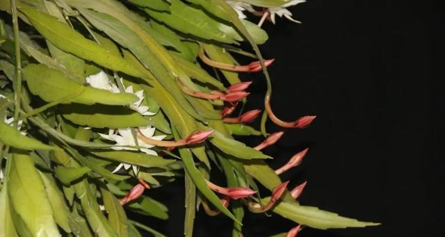 昙花寓意十二生肖的奇妙象征（以昙花为代表）