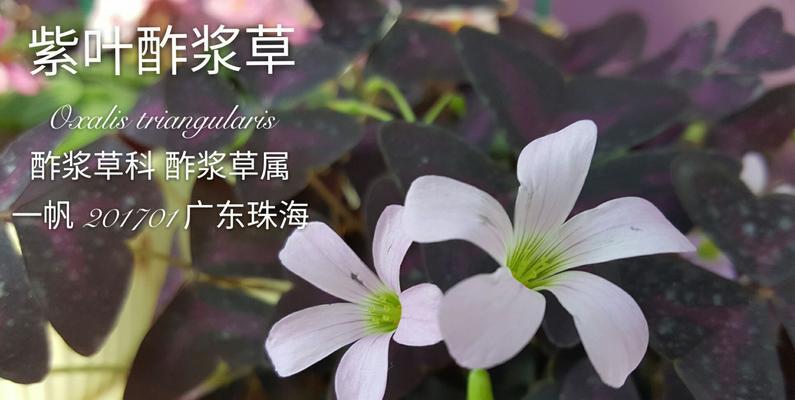 酢浆草（古老传说）